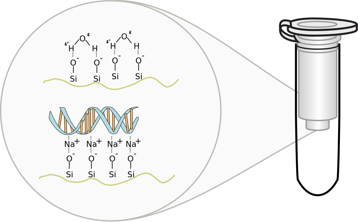 spin column extraction  nucleic acids